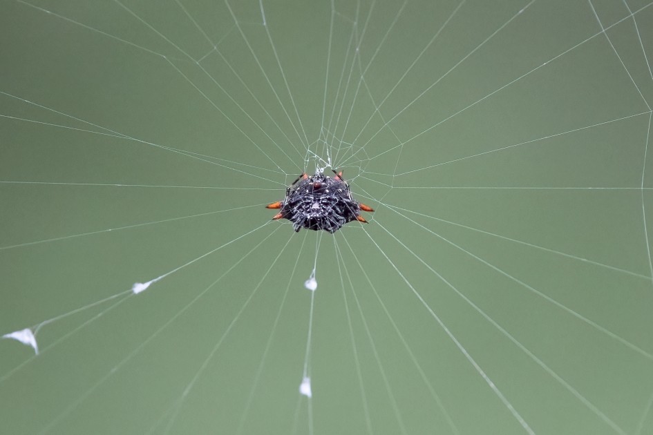 Spinybacked Orbweaver , 1/2000 sec, f/7.1, 500 mm, ISO 10000
