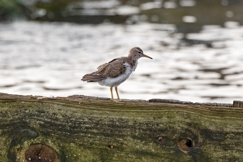 Spotted Sandpiper, 1/640 sec, f/7.1, 500 mm, ISO 800