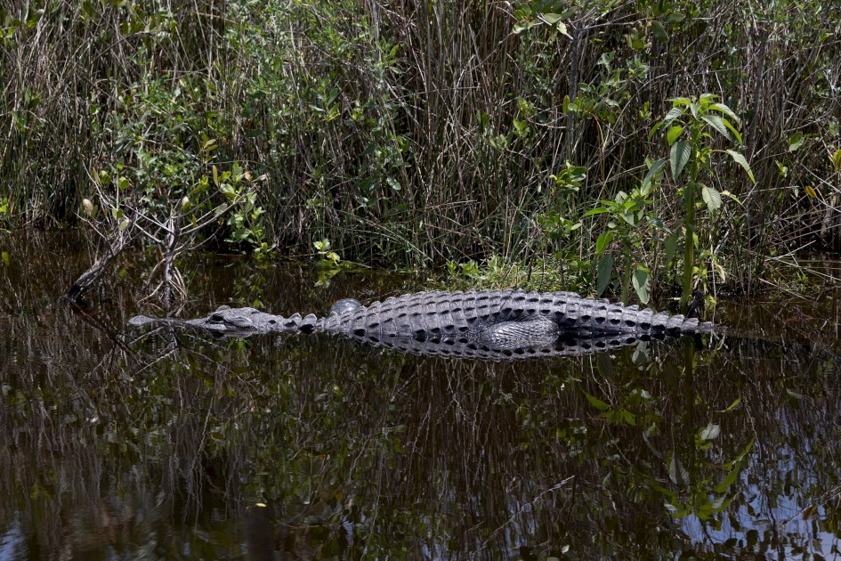 Alligator, 1/2000 sec, f/5.6, 145 mm, ISO 500
