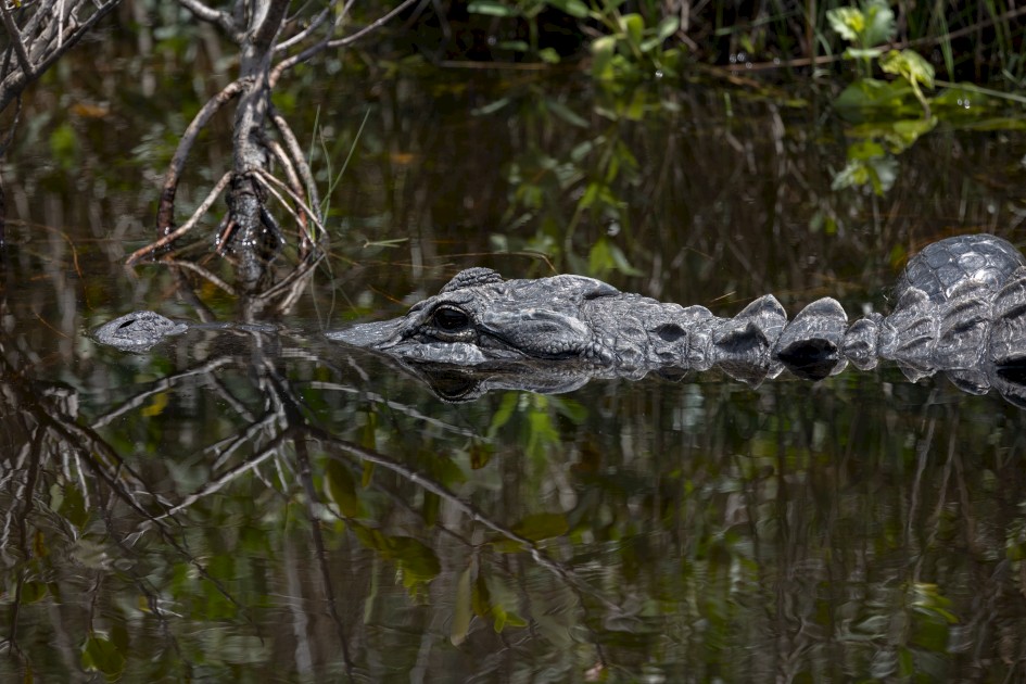Alligator , 1/2500 sec, f/7.1, 500 mm, ISO 800