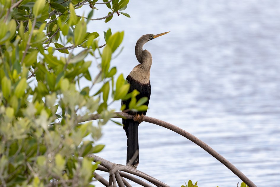 Anhinga, 1/2500 sec, f/7.1, 500 mm, ISO 1250