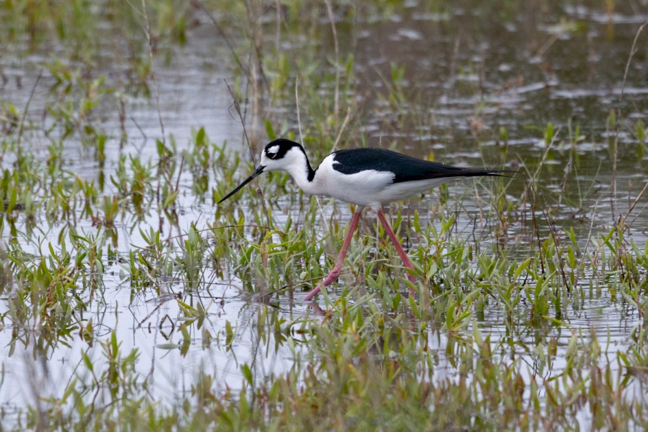 Black-necked Stilt, 1/2000 sec, f/7.1, 500 mm, ISO 800