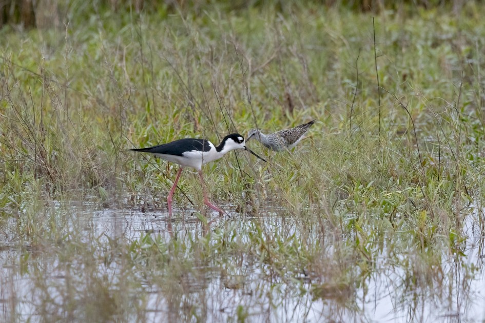 Black-necked Stilt And Lesser Yellowlegs, 1/2500 sec, f/7.1, 500 mm, ISO 1000