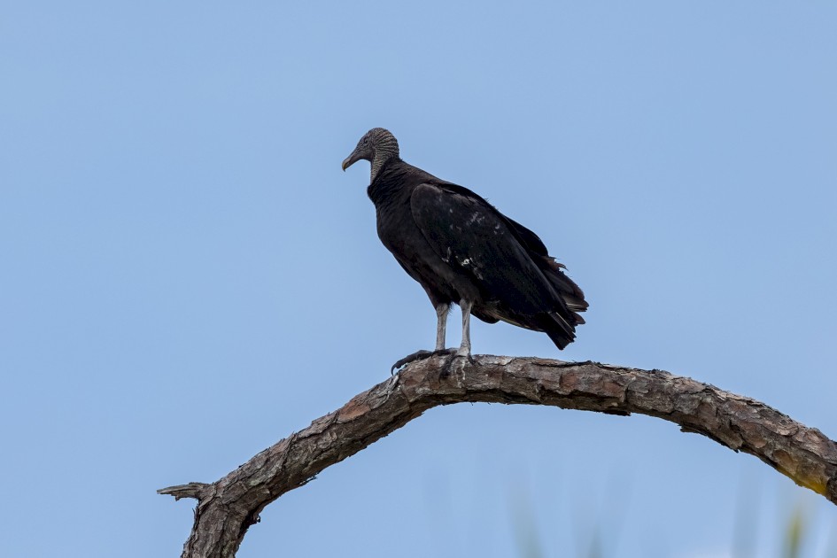 Black Vulture, 1/2000 sec, f/7.1, 500 mm, ISO 500