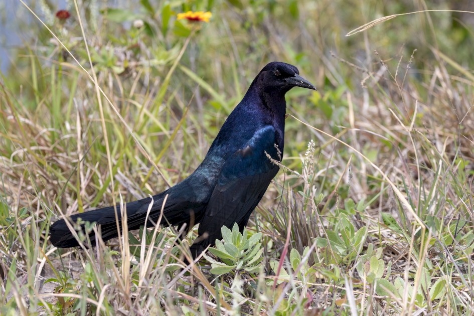 Boat-tailed Grackle- Male, 1/2500 sec, f/5.6, 128 mm, ISO 800