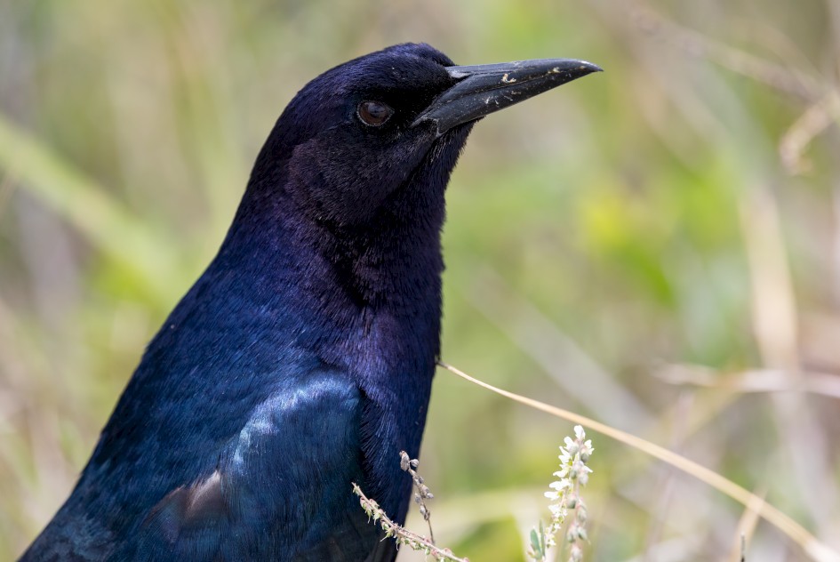 Boat-tailed Grackle- Male , 1/2500 sec, f/6.3, 428 mm, ISO 1600