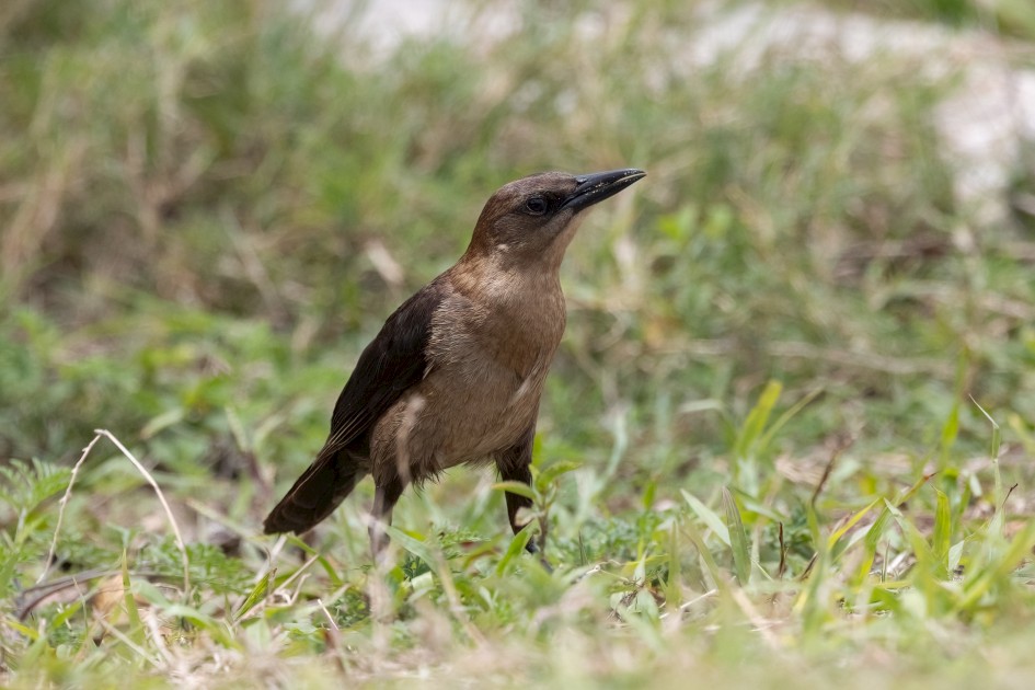 Boat-tailed Grackle - Female, 1/2000 sec, f/7.1, 500 mm, ISO 800