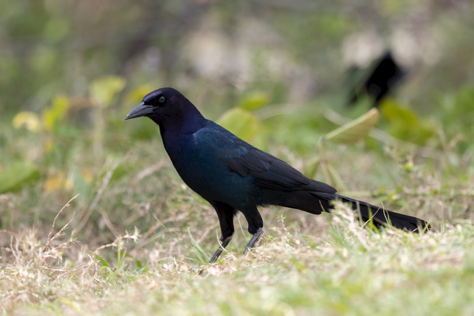 Boat-tailed Grackle - Male, 1/2000 sec, f/7.1, 500 mm, ISO 1250