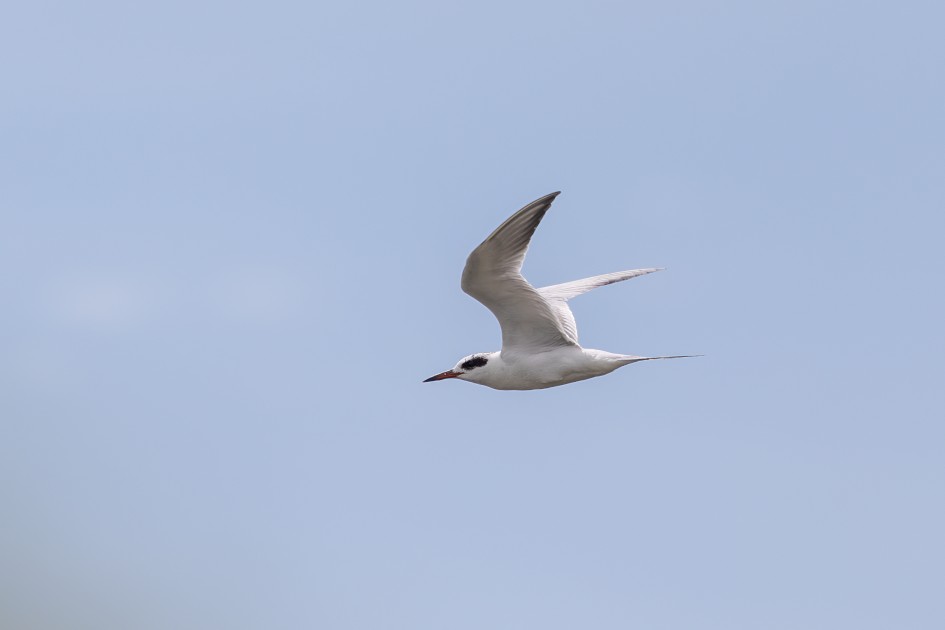 Forsters Tern, 1/2000 sec, f/7.1, 500 mm, ISO 400