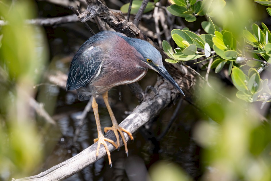 Green Heron, 1/2000 sec, f/7.1, 500 mm, ISO 1600
