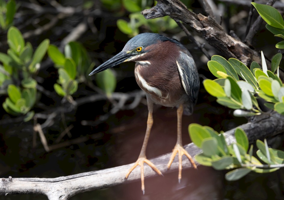 Green Heron , 1/2500 sec, f/5.6, 300 mm, ISO 800
