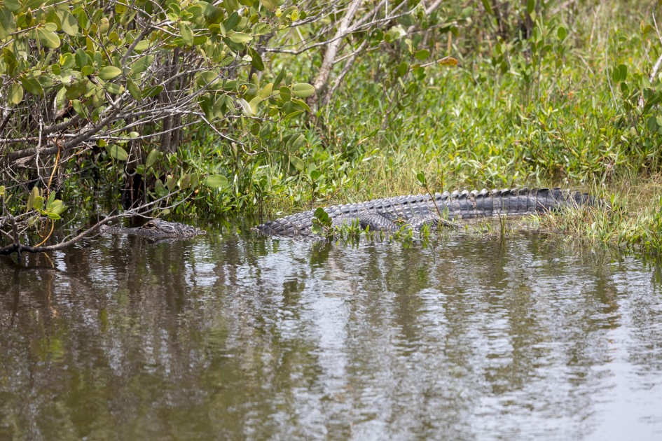 Our First Alligator, 1/2000 sec, f/5.6, 363 mm, ISO 640