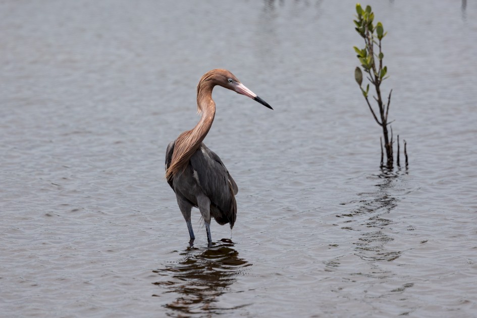 Reddish Egret, 1/2000 sec, f/7.1, 500 mm, ISO 320