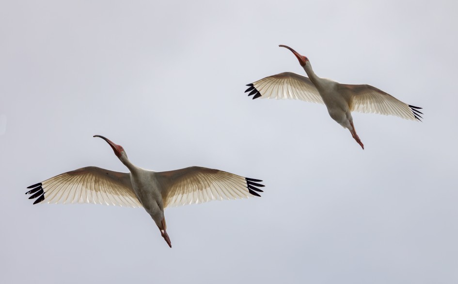 White Ibis, 1/2000 sec, f/7.1, 500 mm, ISO 200