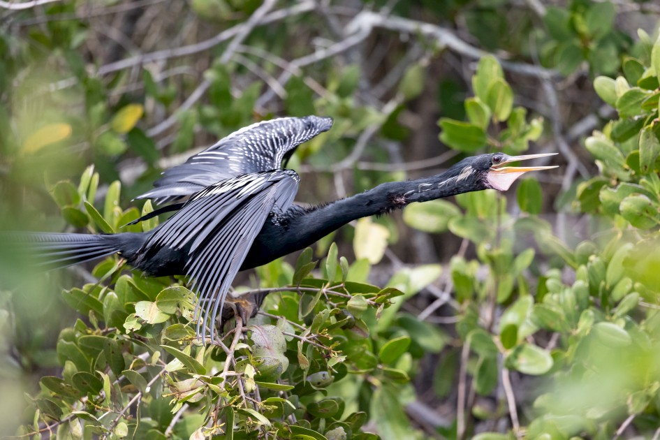 Anhinga-, 1/2000 sec, f/6.3, 451 mm, ISO 3200