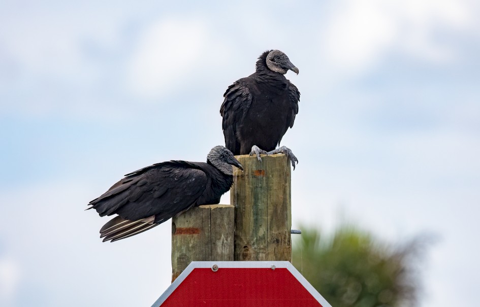 Black Vultures, 1/2500 sec, f/7.1, 500 mm, ISO 1250