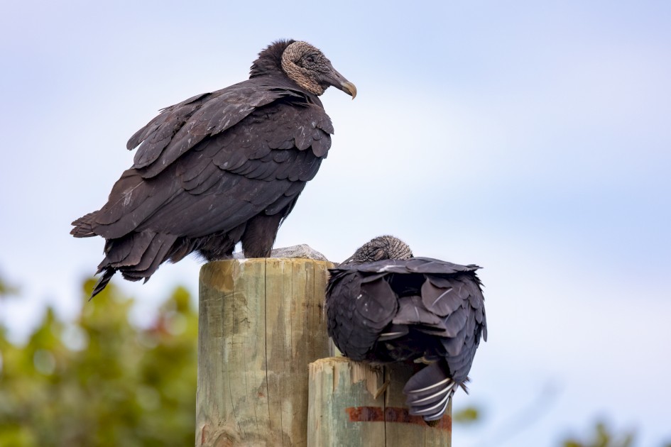 Black Vultures , 1/2000 sec, f/7.1, 500 mm, ISO 1600