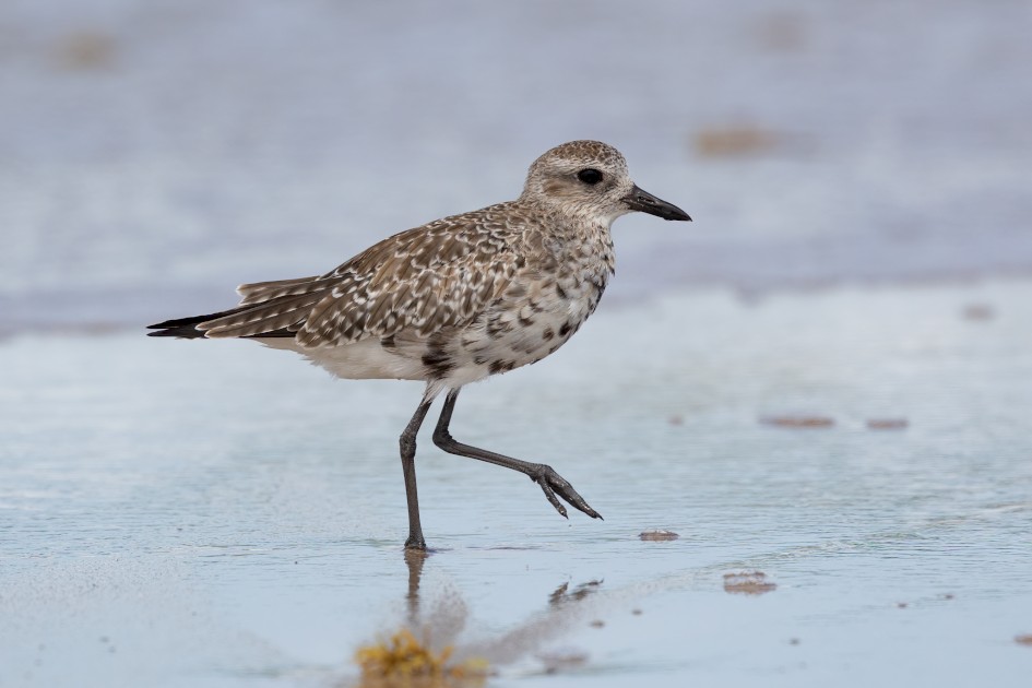 Grey Plover, 1/2500 sec, f/8.0, 500 mm, ISO 800