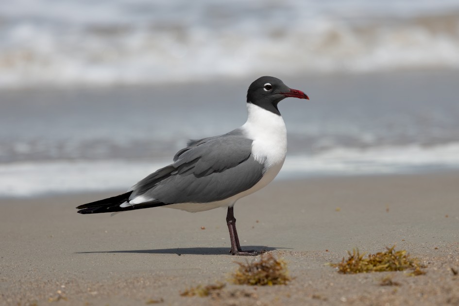 Laughing Gull, 1/2000 sec, f/7.1, 500 mm, ISO 200
