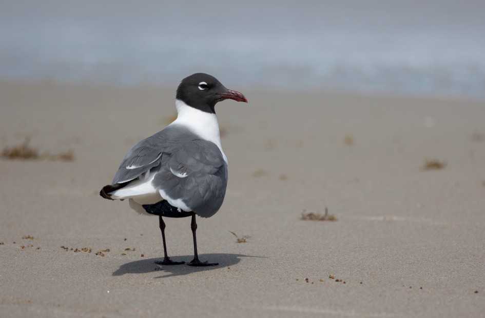Laughing Gull , 1/2500 sec, f/7.1, 500 mm, ISO 320