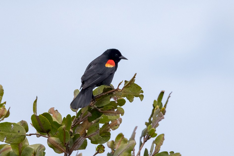 Red-winged Blackbird, 1/2500 sec, f/7.1, 500 mm, ISO 640