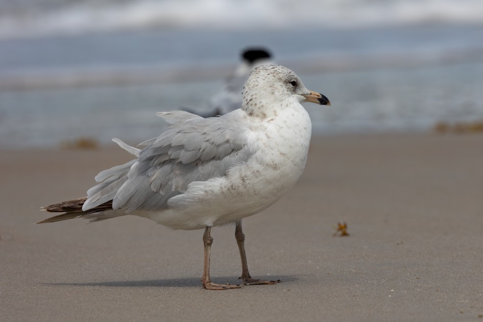 Ring-billed Gull, 1/2000 sec, f/8.0, 428 mm, ISO 400