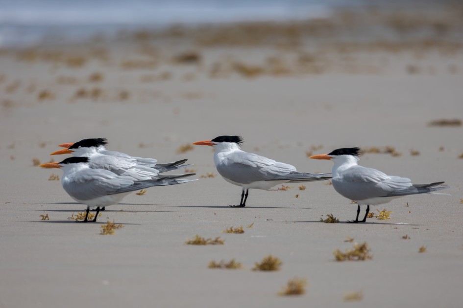Royal Terns, 1/2000 sec, f/7.1, 500 mm, ISO 250