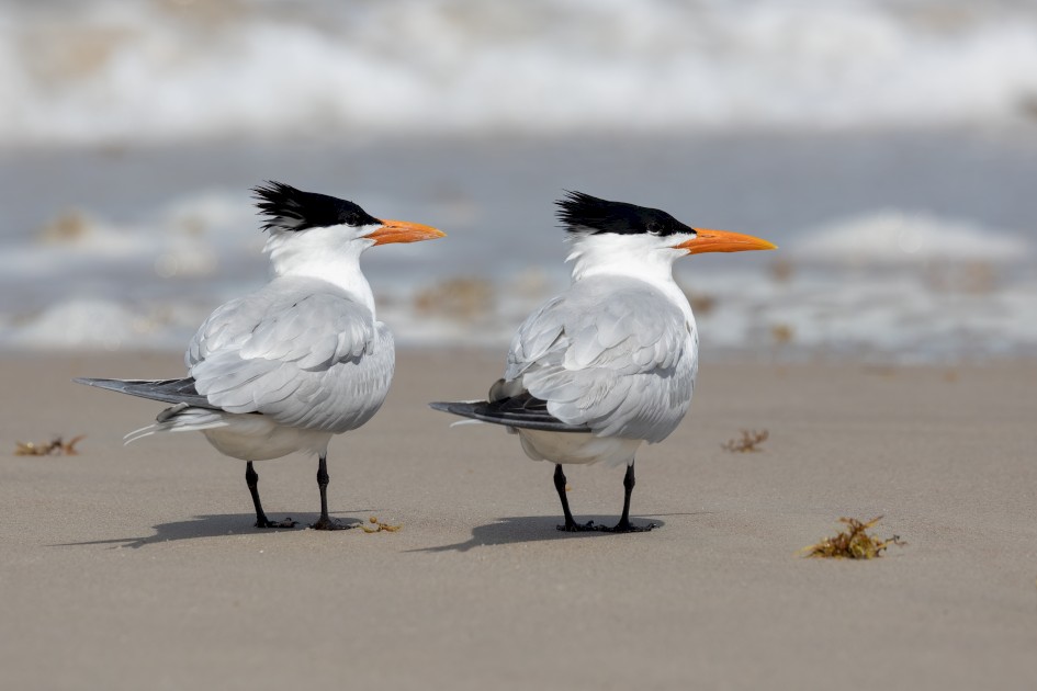 Royal Terns , 1/2500 sec, f/8.0, 428 mm, ISO 640