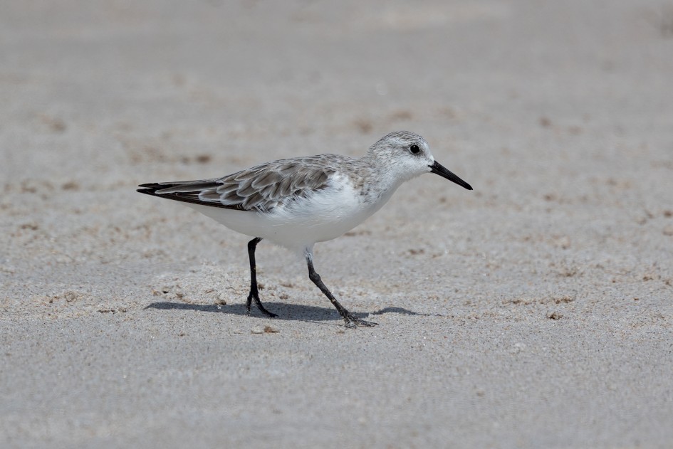 Sanderling, 1/2500 sec, f/7.1, 500 mm, ISO 200