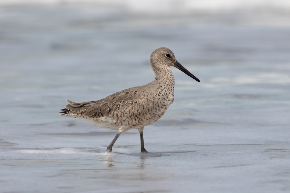 Willet, 1/2000 sec, f/8.0, 500 mm, ISO 500