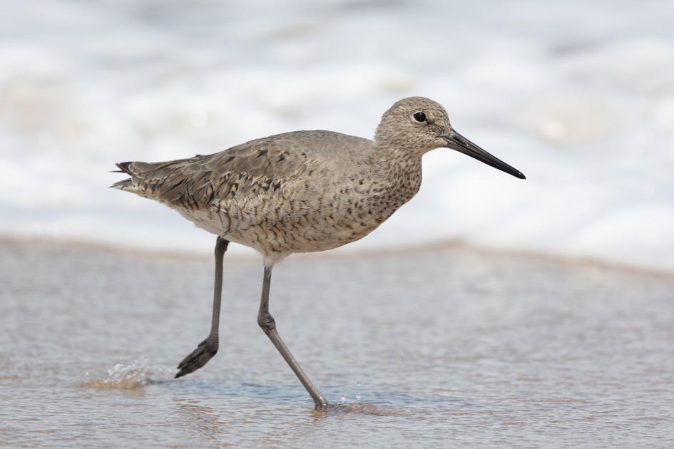 Willet , 1/2000 sec, f/8.0, 500 mm, ISO 640