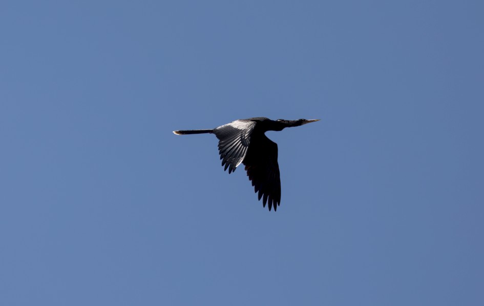 Anhinga, 1/640 sec, f/7.1, 500 mm, ISO 100