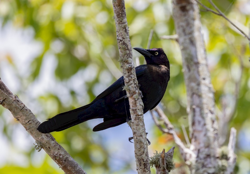 Common Grackle, 1/640 sec, f/7.1, 500 mm, ISO 500