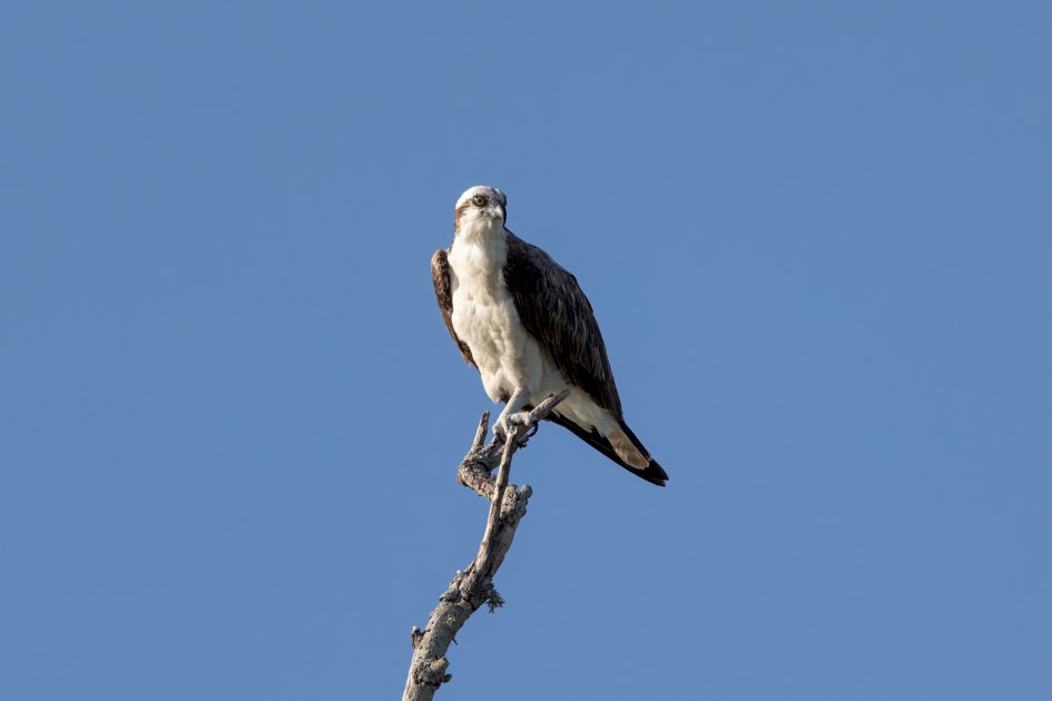 Osprey, 1/2500 sec, f/7.1, 500 mm, ISO 500