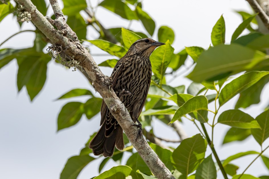 Red-winged Blackbird- Female, 1/500 sec, f/7.1, 500 mm, ISO 125