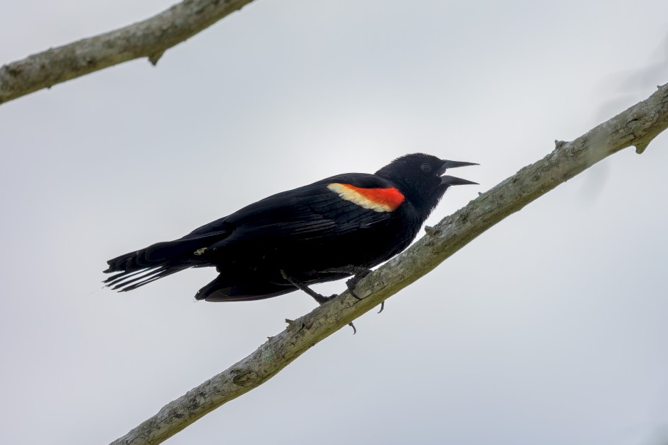 Red-winged Blackbird- Male, 1/640 sec, f/7.1, 500 mm, ISO 320
