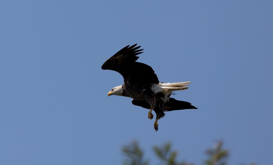 Bald Eagle, 1/640 sec, f/7.1, 500 mm, ISO 100