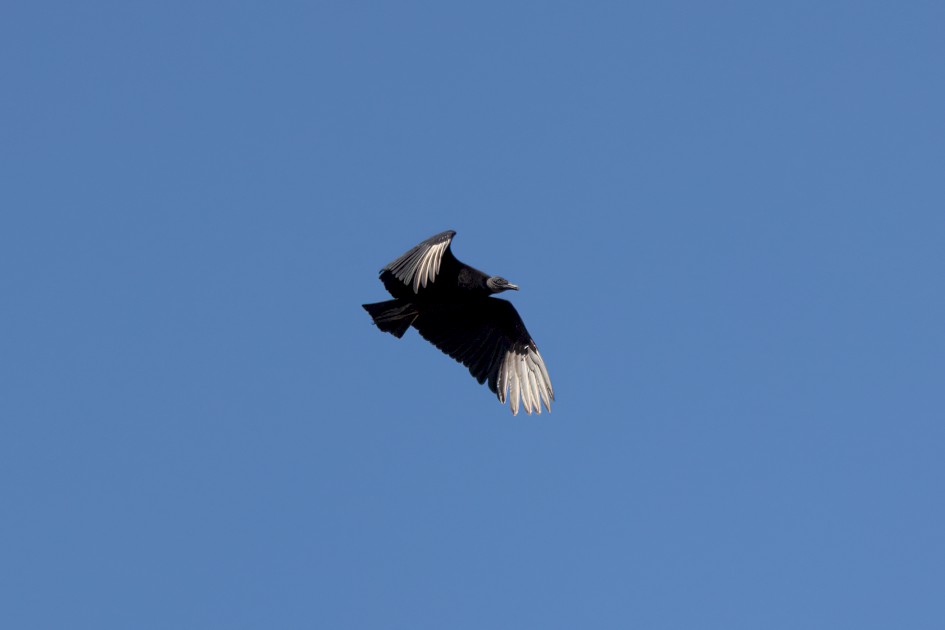 Black Vulture, 1/2500 sec, f/7.1, 500 mm, ISO 500