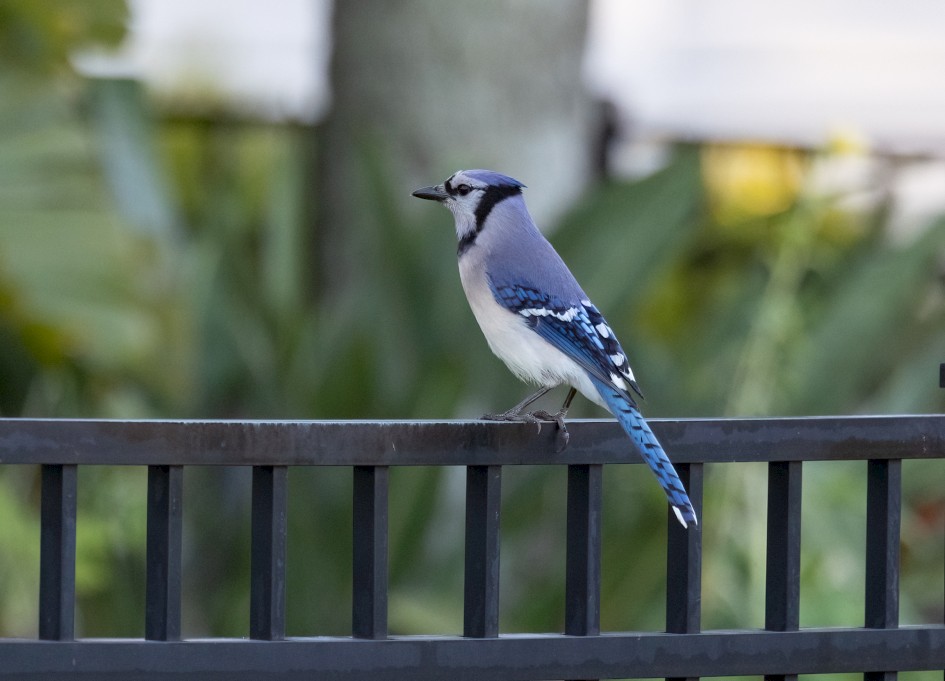 Blue Jay, 1/640 sec, f/7.1, 500 mm, ISO 2500