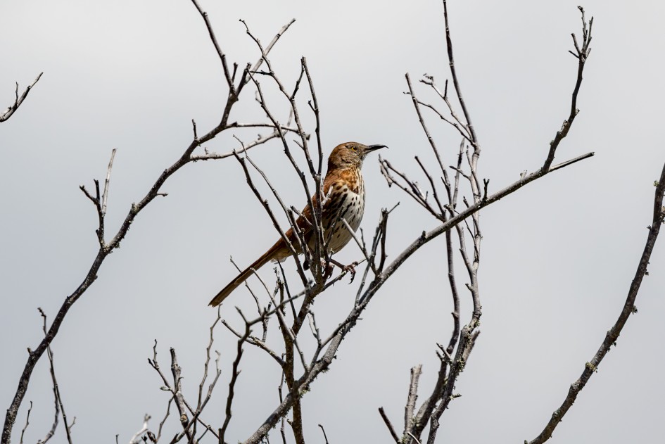 Brown Thrasher, 1/2500 sec, f/7.1, 500 mm, ISO 320