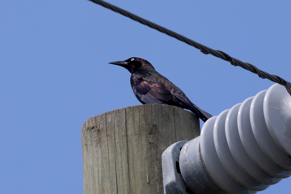 Common Grackle, 1/640 sec, f/7.1, 500 mm, ISO 250