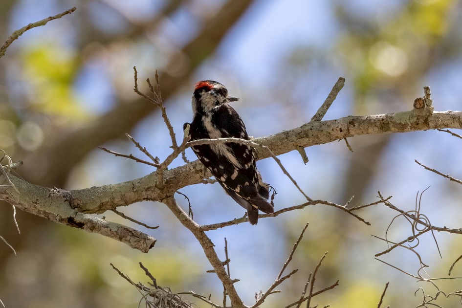 Downy Woodpecker, 1/2000 sec, f/7.1, 500 mm, ISO 1000