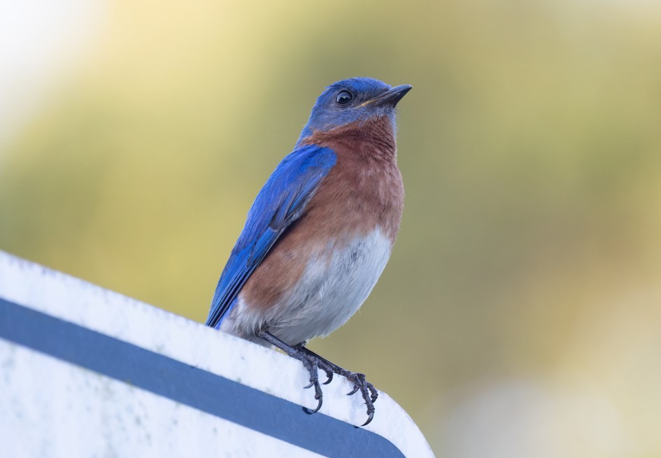 Eastern Bluebird, 1/640 sec, f/7.1, 500 mm, ISO 2500