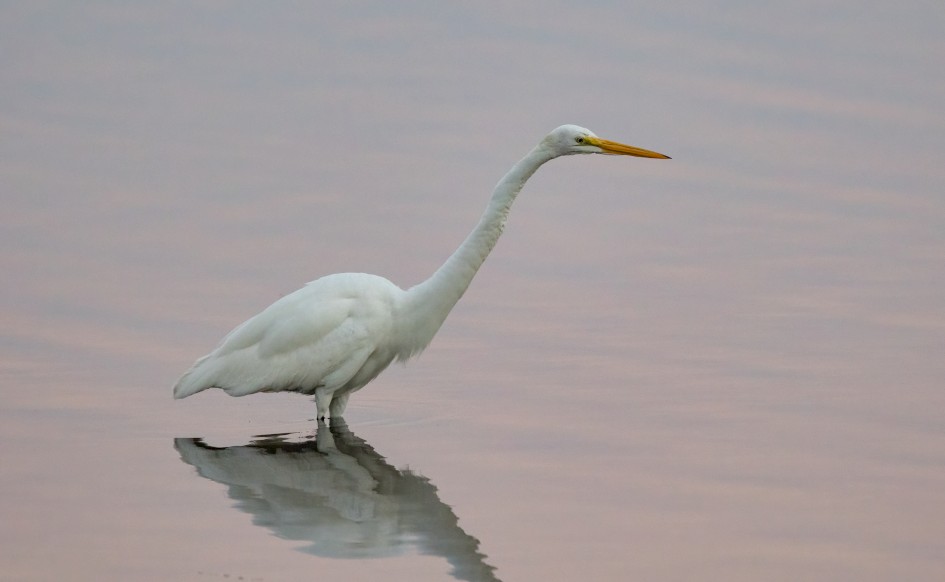 Great Egret, 1/500 sec, f/7.1, 500 mm, ISO 6400