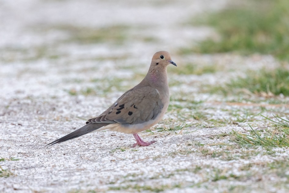 Mourning Dove, 1/640 sec, f/7.1, 500 mm, ISO 2500