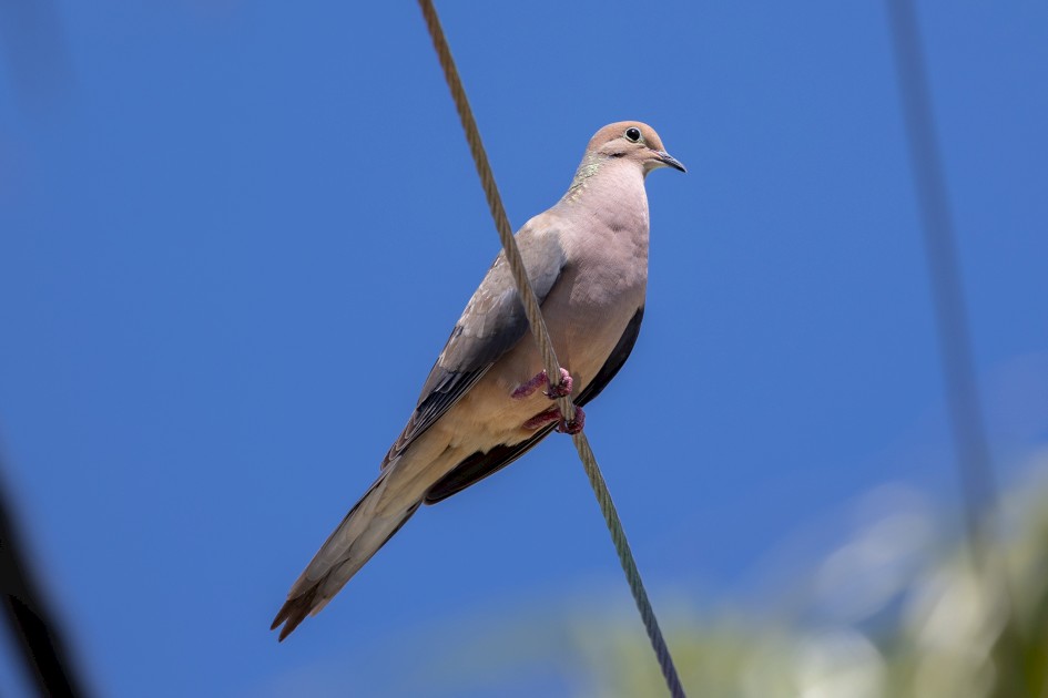 Mourning Dove , 1/640 sec, f/7.1, 500 mm, ISO 200