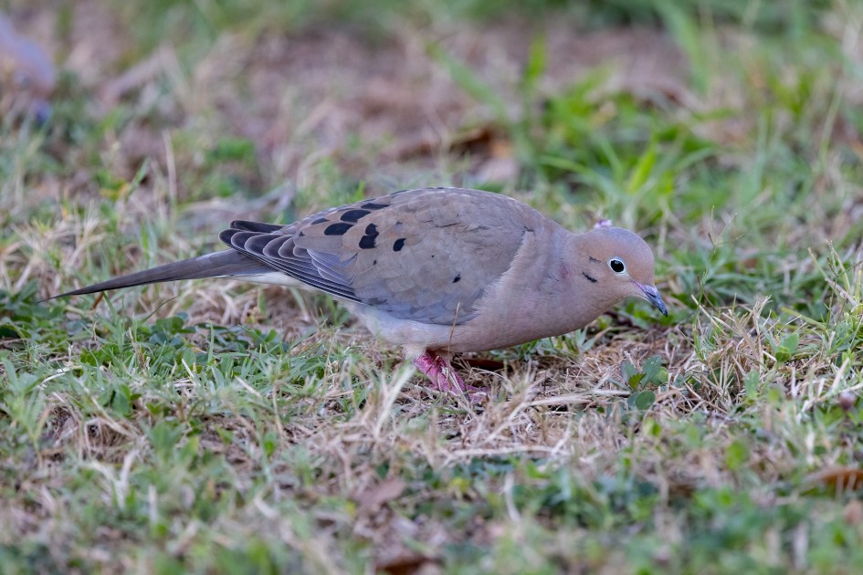 Mourning Dove , 1/640 sec, f/7.1, 500 mm, ISO 3200