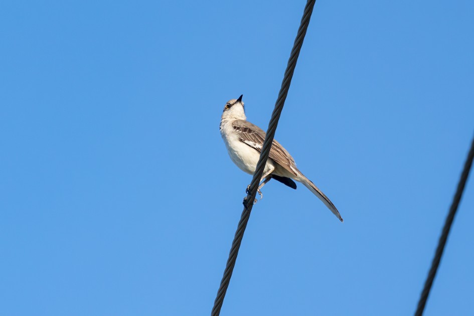 Northern Mockingbird, 1/500 sec, f/7.1, 500 mm, ISO 320