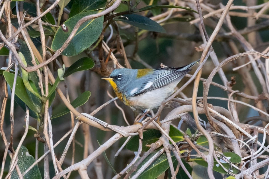 Northern Parula, 1/640 sec, f/7.1, 500 mm, ISO 3200