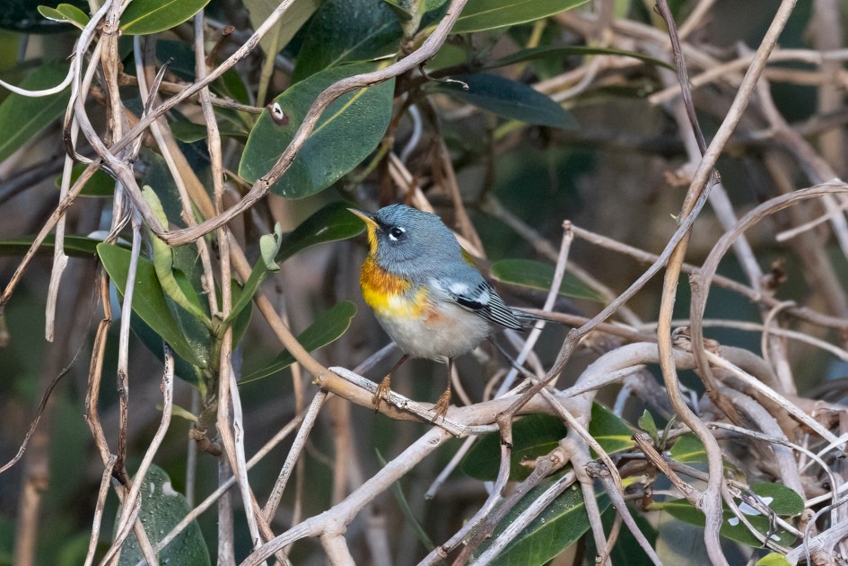 Northern Parula , 1/640 sec, f/7.1, 500 mm, ISO 3200